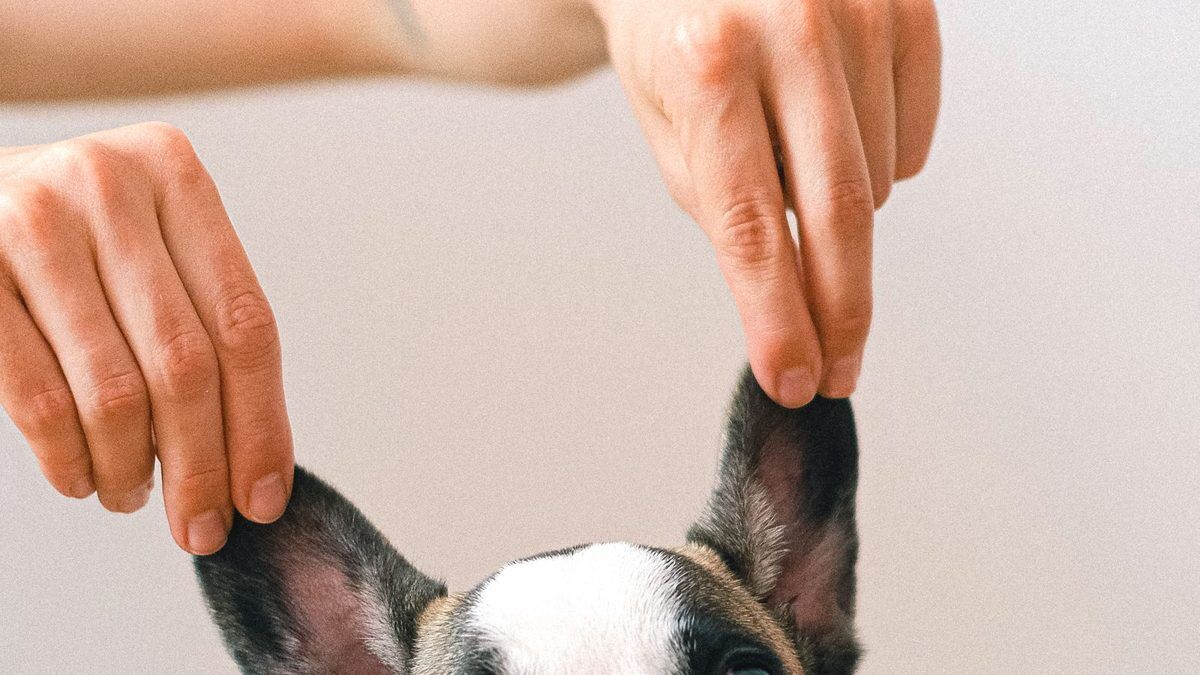 Pet Products